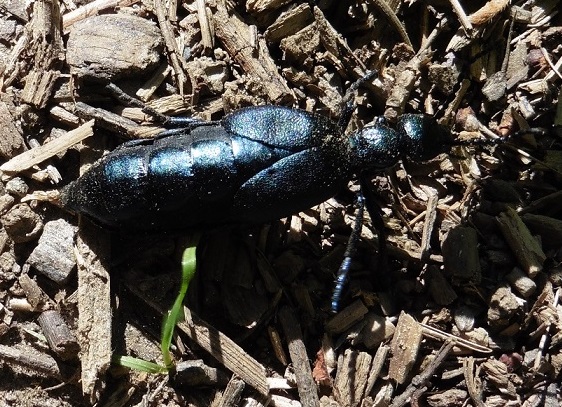 Meloe proscarabaeus, femmina, Meloidae.